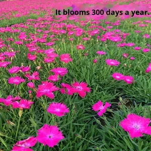 Сухоцветы «Первый поцелуй» (Диантус американский), многолетник, обработанные методом сушки AD - Product Image 2