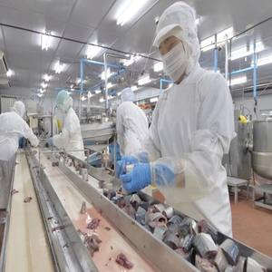 Antler Supply - Atún Enlatado <span class=keywords><strong>en</strong></span> Salsa de Tomate, Planta de Procesamiento de Mariscos, Máquina de Enlatado de Alimentos - Product Image 3