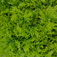 Fleur de Solidago jaune coupée fraîchement, idéale pour la décoration d'événements, les cadeaux d'entreprise, les mariages en extérieur, les halls d'hôtel – Gloire Dorée