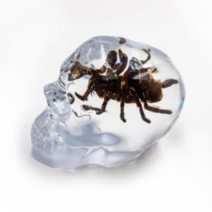 Calaveras de Cristal Transparente con Flores Secas en Resina Natural Pulida de Alta Calidad con Propiedades Curativas para Decoración del Hogar - Product Image 2