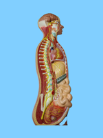 Modèle de soulagement du système nerveux autonome humain Modèle d'anatomie nerveuse sympathique en PVC pour l'enseignement de la neurologie médicale