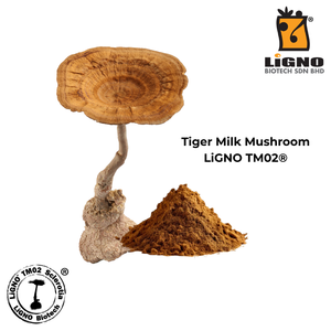 ผงเห็ดนมเสือ LiGNO TM02 ผงดิบชีวภาพ ได้รับการรับรองฮาลาลและโคเชอร์ เกรดอาหารเพื่อสุขภาพ รับผลิตแบบ OEM ODM - Product Image 2