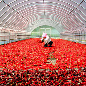 [Biggalchan 1kg] Assaisonnement 100% naturel pur pour une alimentation saine, sans additifs, poudre de piment lavée - Product Image 1