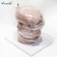 Modelo de Cerebro Humano con Sección Horizontal, Modelo Anatómico Transversal del Cerebro para Enseñanza de Radiología, CE/ISO/ROHS/CNAS