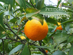 Huile Essentielle de Petitgrain 100% Pure, Arbre à Thé Certifié GMP, Approvisionnement en Gros à Bas Coût pour l'Industrie Cosmétique, Nourrissante et Blanchissante - Product Image 6