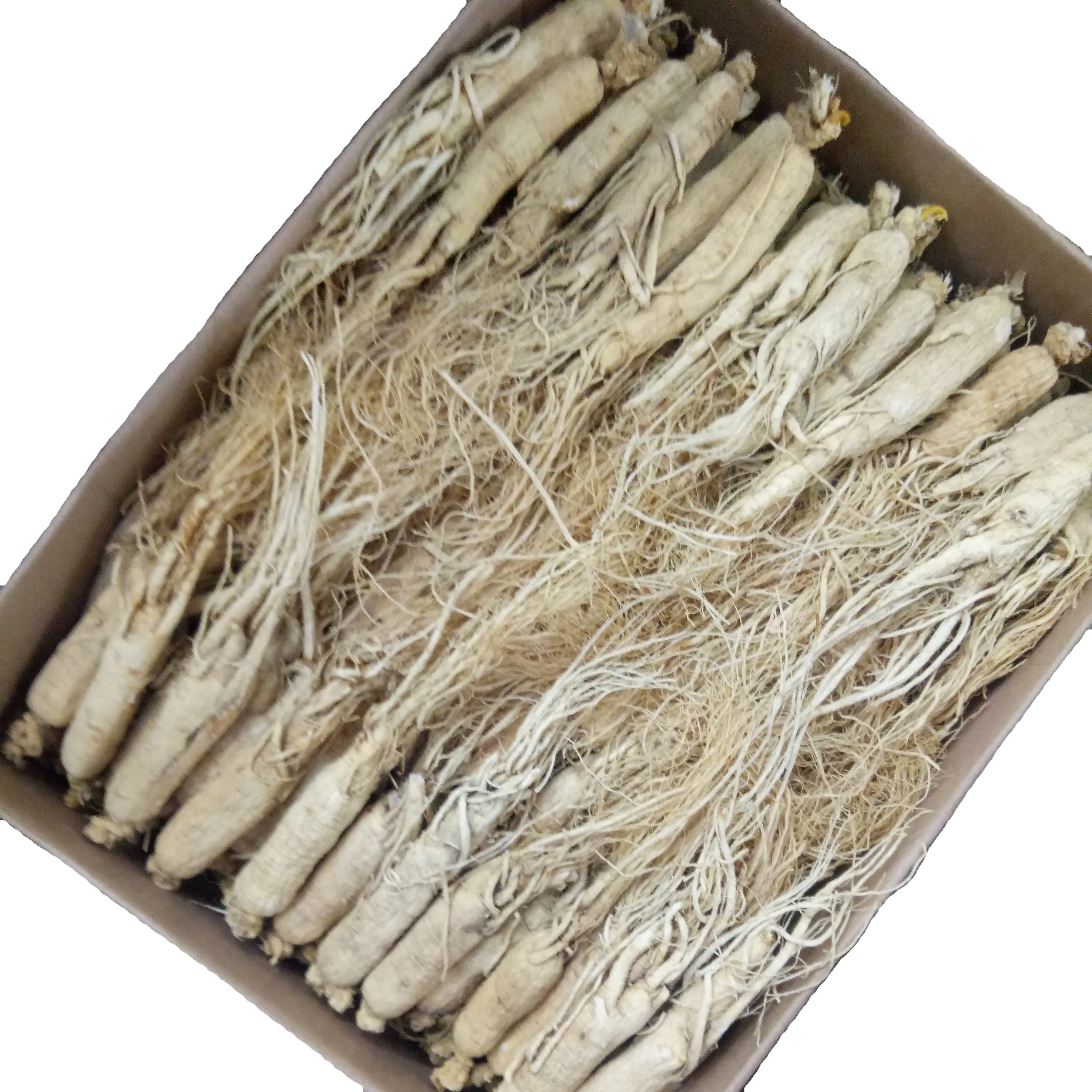 Ren Shen-ginseng naturel brut de haute qualité, thé sec comestible coréen Radix à vendre