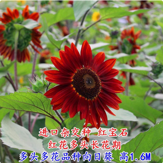 ดอกทานตะวันทับทิม