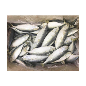 Pescado Caballa India Congelado de Alta Calidad 4-6, Exportadores de Caballa India, <span class=keywords><strong>Precio</strong></span> al por Mayor - Product Image 5