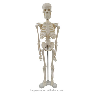 Modelo de Esqueleto <span class=keywords><strong>Humano</strong></span> de Plástico de Alta Calidad de 85 cm, Modelo de Huesos Humanos para Educación Médica - Product Image 3