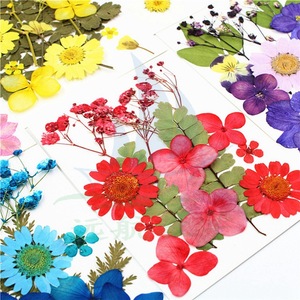 Matériaux de fleurs séchées sur mesure, combinaisons de fleurs pressées, fleurs pressées, fleurs naturelles, feuilles, peintures de spécimens, séchées - Product Image 2