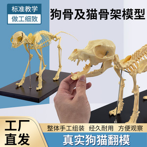 Instrumentos ortopédicos para mascotas, modelo de esqueleto de perro simulado, modelo de huesos de esqueleto de perro y gato para enseñanza. - Product Image 5