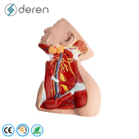 Modelo Realista de Cabeza y Cuello de PVC y Silicona, con Nervios y Vasos Superficiales, Tamaño Real, para Entrenamiento Médico