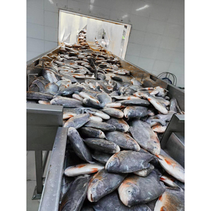 <span class=keywords><strong>ปลา</strong></span>ปอมเฟรตแดงพรีเมียม แช่แข็งทั้งตัว น้ำหนัก 500-800 กรัม แบบ IQF สำหรับตลาดเอเชียตะวันออกเฉียงใต้ ขายส่ง - Product Image 4