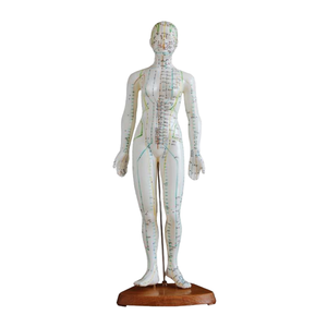 Modelos de Acupuntura de PVC ADA Medical Science ADA-503/ADA-504 de 50CM Masculino y 48CM Femenino para Enseñanza, Aprendizaje y Entrenamiento de Anatomía - Product Image 2