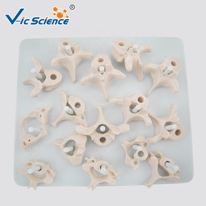 Modelo <span class=keywords><strong>de</strong></span> Anatomía <span class=keywords><strong>de</strong></span> Columna Vertebral Humana a Tamaño Real, <span class=keywords><strong>Huesos</strong></span> Desarticulados, Modelo <span class=keywords><strong>de</strong></span> Esqueleto para Escuelas <span class=keywords><strong>de</strong></span> Medicina - Product Image 1