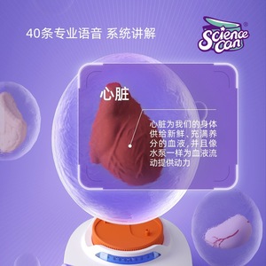 Modelo 3D de anatomía humana con preguntas y respuestas de voz para niños, juguete educativo, kit de aprendizaje con órganos desmontables - Product Image 4