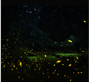 30W đom đóm bầu không khí lãng mạn Ánh Sáng IP65 ngoài trời đom đóm chiếu ánh sáng - Product Image 5