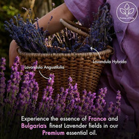 Huile Essentielle de Lavande 100% Naturelle en Gros, Personnalisable, pour Aromathérapie, Massage, Antioxydant, Soulagement de la Douleur, Améliore le Sommeil, Nourrissante