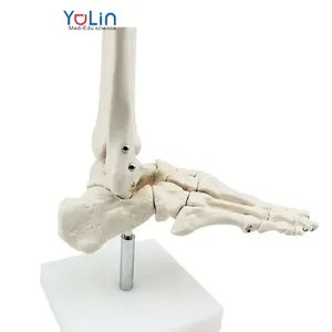 Medical Life Size Foot and Ankle Model Anatomical Bone Model Human Skeleton demonstration model