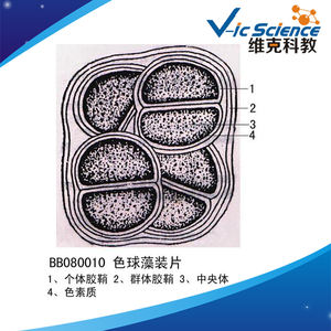 ชุดสไลด์โปรโตโซอาและสาหร่าย 20 ชิ้น สำหรับไมโครสโคปเพื่อการศึกษา - Product Image 3