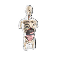 Modelo de Anatomía de órganos del cuerpo humano superior, juguete de montaje DIY para niños, Kit educativo de biología para estudiantes