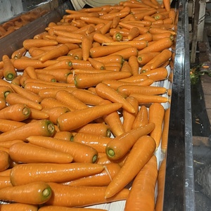 Cà rốt tươi xuất khẩu Trung Quốc giá tốt 1 tấn cho Nhật Bản, cà rốt nhỏ vụ mới <span class=keywords><strong>2025</strong></span>, cà rốt đỏ vàng Trung Quốc - Product Image 5