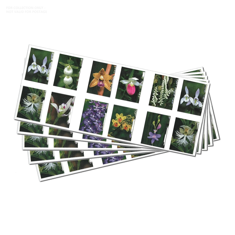 Blanco Y14 2020 Orquídeas Salvajes