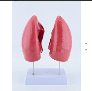 Human Lung Anatomy Model With Colored Bronchi For Educational Use - Product Image 6