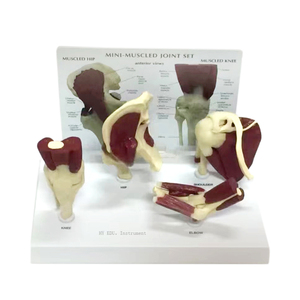 의학 교육 어깨 팔꿈치 엉덩이 무릎 해부학 근육 4 관절 모델 - Product Image 1