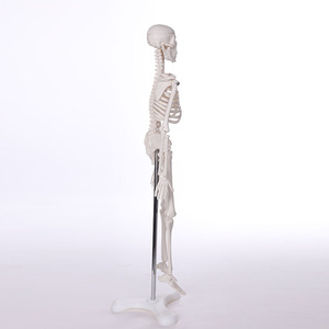 Tamaño de la naturaleza Pvc de alta calidad anatomía ósea humanos Durable modelo de <span class=keywords><strong>esqueleto</strong></span> - Product Image 5