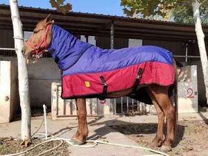 <span class=keywords><strong>Couverture</strong></span> réglable pour animaux de cheval, tapis Standard pour déplacement d'hiver, <span class=keywords><strong>avec</strong></span> <span class=keywords><strong>couverture</strong></span> de <span class=keywords><strong>cou</strong></span> amovible, imperméable, doublure rembourrée et rembourrée - Product Image 4