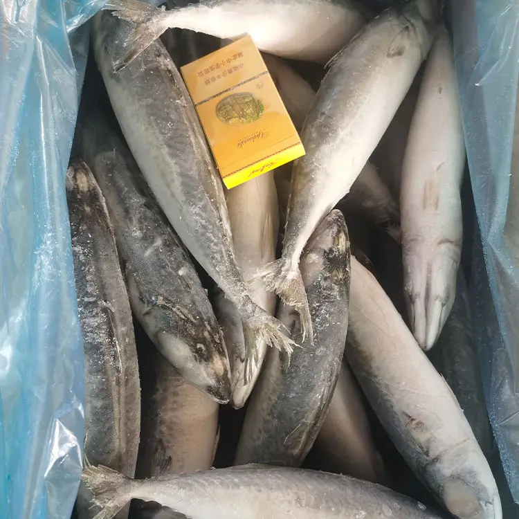 8/10 85% Nw Frozen Pacific Ikan Makarel Murah Frozen Pacific Ikan Mackerel Fillet Ganda untuk Dijual