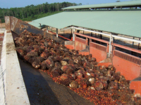 Palmpit Olie Verwerkingsmachine, Palm Kernel Olie Extractie Machine, Palm Kernel Expeller Productielijn