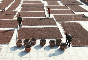 Pepe nero intero essiccato biologico fresco di esportazione spezia piccante alle erbe del Vietnam miglior prezzo quantità all'ingrosso di vendita calda lavorata a base di materie prime - Product Image 2