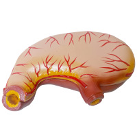 Meilleur prix PVC plastique humain taille naturelle biologie démonstration médicale enseignement anatomique malade ulcère d'estomac modèle d'anatomie