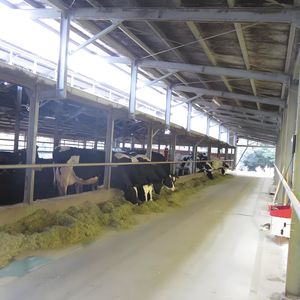 Yüksek kapasiteli sığır ahır-500 + İnekler, otomatik gübre kaldırma - Product Image 3
