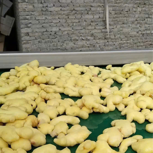 ผงขิงอบแห้งแบบธรรมชาติทำด้วยมือจากเวียดนามสดและเผ็ดสำหรับการอบชาผสมสมุนไพรผักแห้ง - Product Image 4