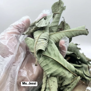 Hojas de Guayaba Secas al Aire Puro / Materia Prima para Té Herbal a Base de Plantas / Sra. Jessi - Product Image 1