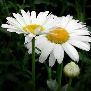 0,2% Parthenolide <span class=keywords><strong>Feverfew</strong></span> <span class=keywords><strong>Extract</strong></span> Poeder - Natuurlijk plantenextract voor voedingssupplementen - Product Image 2