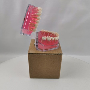 Modèle d'anatomie dentaire M7008 avec 28 dents extractibles, modèle de démonstration pédagogique en silicone médical - Product Image 4