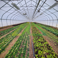 Serre tunnel monopente en PE, kit pré-découpé économique pour la culture prolongée des légumes et des tomates