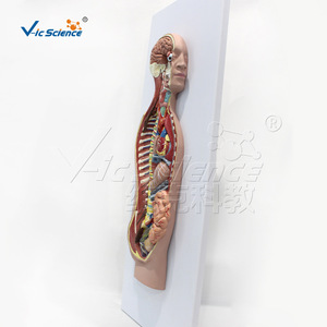 Modèle du système nerveux autonome humain VIC-H025 : structure anatomique et modèle du système nerveux sympathique - Product Image 2