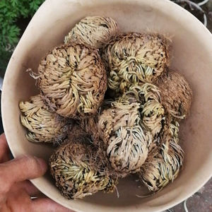 หญ้าเซลากินาลลาแห้ง (หญ้าฟื้นคืนชีพ) ขายส่ง 500 กรัม - สมุนไพรจีนธรรมชาติสำหรับแช่ไวน์และชาสมุนไพรเพื่อสุขภาพ - Product Image 1
