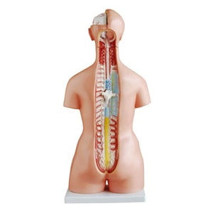 XC-204 unisex 85cm y tế cơ thể con người thân Mô hình giải phẫu đồ chơi 23 bộ phận cho giảng dạy - Product Image 4