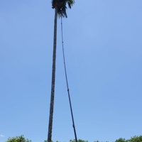 70ft Kokosnoot Plukker Areca Noot Oogstpaal Koolstofvezel Telescopische Paal Voor Fruit Oogsten Of Snoeien Van Bomen