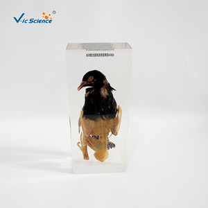 Öğretim yardımcıları güvercin diseksiyon emniyet reçine örneği - Product Image 3