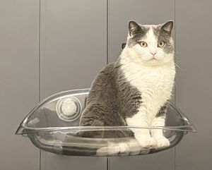 Новый продавец, полипропиленовый материал, прочная присоска, кошачье гнездо, кошачье гнездо, гамак, французское окно, присоска, гнездо для домашних животных - Product Image 5