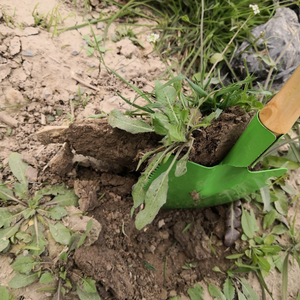 Petite <span class=keywords><strong>Pelle</strong></span> De Jardinage Et Succulentes En Pot Plante Outil <span class=keywords><strong>Mini</strong></span> <span class=keywords><strong>Pelle</strong></span> Et Râteau Trois pièces Jardinage Plage - Product Image 4