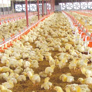 Çok rekabetçi fiyat ile tarım makineleri ekipmanları için tam otomatik en kaliteli Broiler içenler ve besleyiciler