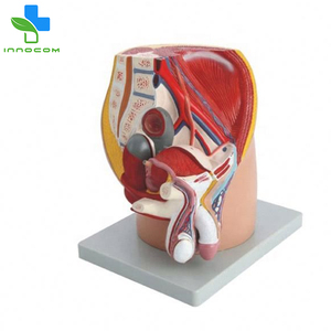 Modèle de bassin réaliste en 4 parties pour homme Section médiane Organes internes en PVC Système digestif Éducation Bon marché Formation scolaire - Product Image 3